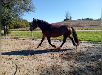 Nórico, Yegua, 3 años, 162 cm, Castaño