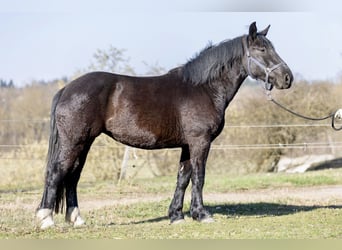 Nórico, Yegua, 3 años, 163 cm, Negro