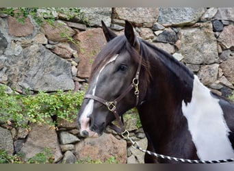 Nórico, Yegua, 3 años, 163 cm, Pío