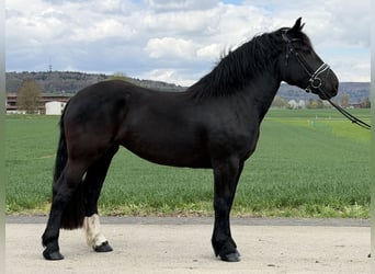 Nórico, Yegua, 3 años, 164 cm, Negro