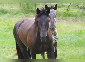 Nórico, Yegua, 3 años, 167 cm, Negro