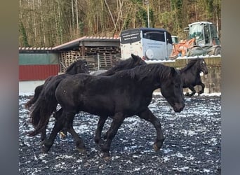 Nórico, Yegua, 3 años, 167 cm, Negro