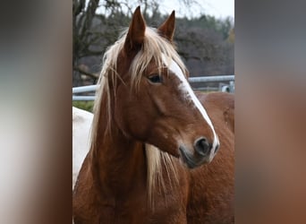 Nórico, Yegua, 3 años, Alazán-tostado