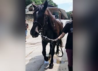 Nórico, Yegua, 3 años, Negro