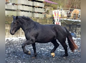 Nórico, Yegua, 3 años, Negro