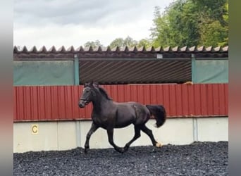 Nórico, Yegua, 3 años, Negro