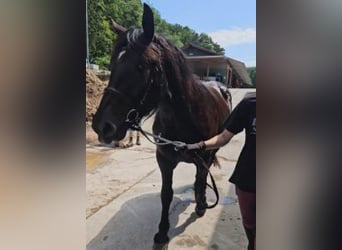 Nórico, Yegua, 3 años, Negro