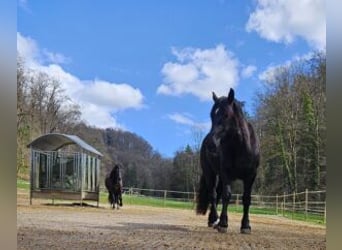 Nórico, Yegua, 3 años, Negro