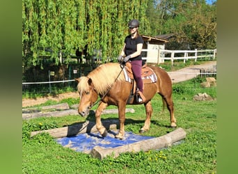 Nórico, Yegua, 4 años, 155 cm, Alazán