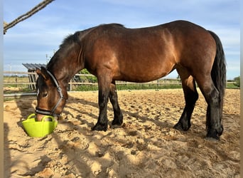 Nórico, Yegua, 4 años, 157 cm, Castaño