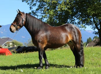 Nórico, Yegua, 4 años, 157 cm, Castaño