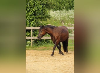 Nórico, Yegua, 4 años, 160 cm, Negro