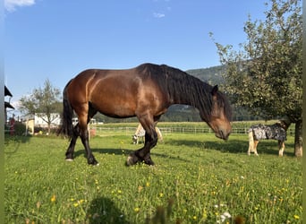 Nórico, Yegua, 4 años, 162 cm, Castaño