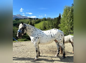 Nórico, Yegua, 4 años, 163 cm, Atigrado/Moteado