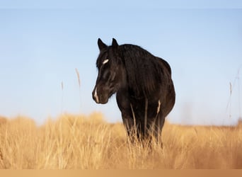 Nórico, Yegua, 4 años, 163 cm, Negro