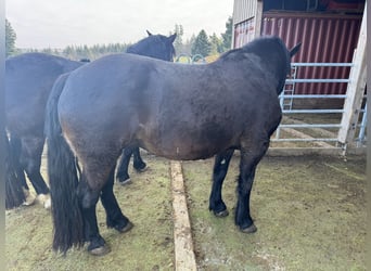 Nórico, Yegua, 4 años, 165 cm, Castaño