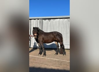 Nórico, Yegua, 4 años, 165 cm, Castaño