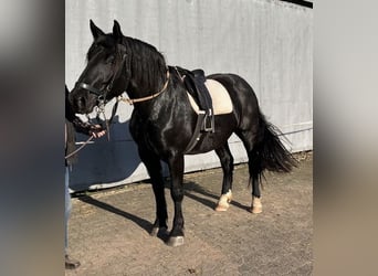 Nórico, Yegua, 4 años, 167 cm, Negro