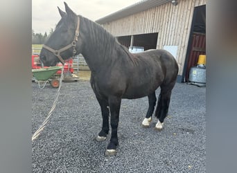 Nórico, Yegua, 4 años, 167 cm, Negro