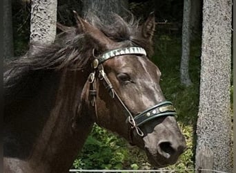 Nórico, Yegua, 4 años, 168 cm, Negro