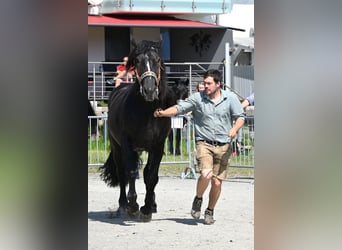 Nórico, Yegua, 4 años
