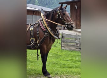 Nórico, Yegua, 4 años, Castaño