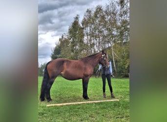 Nórico, Yegua, 4 años, Castaño