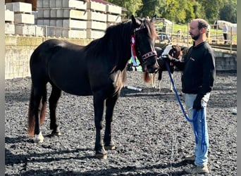 Nórico, Yegua, 4 años, Negro