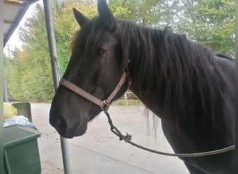 Nórico, Yegua, 4 años, Negro