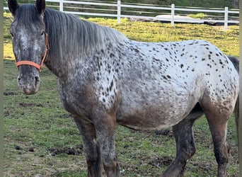 Nórico, Yegua, 4 años, Pío
