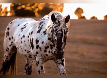 Nórico, Yegua, 5 años, 163 cm, Atigrado/Moteado