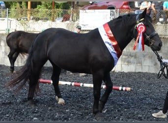 Nórico, Yegua, 5 años