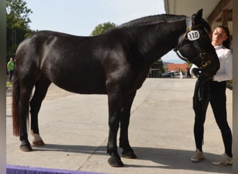 Nórico, Yegua, 5 años