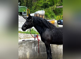 Nórico, Yegua, 5 años