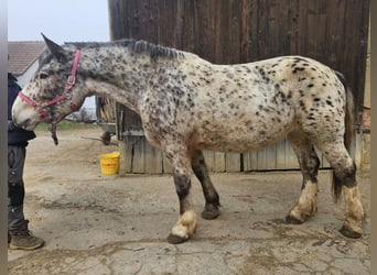 Nórico, Yegua, 5 años