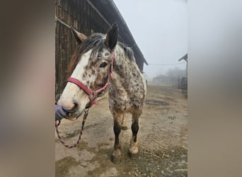 Nórico, Yegua, 5 años