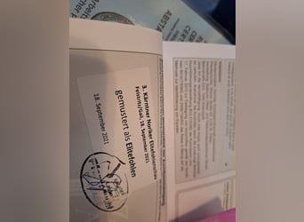 Nórico, Yegua, 5 años