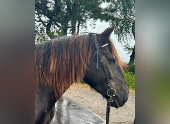 Nórico, Yegua, 6 años, 150 cm, Castaño oscuro