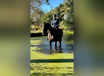 Nórico, Yegua, 6 años, 150 cm, Castaño oscuro