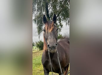 Nórico, Yegua, 6 años, 150 cm, Castaño oscuro