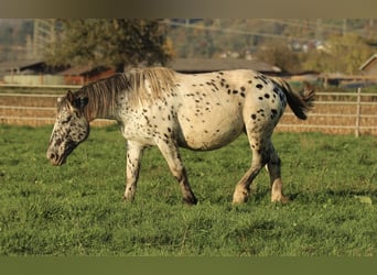 Nórico, Yegua, 6 años, 154 cm, Atigrado/Moteado