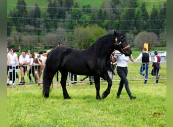 Nórico, Yegua, 6 años, 158 cm, Negro