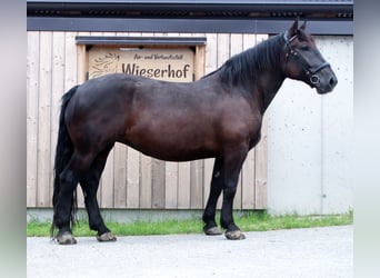 Nórico, Yegua, 6 años, 161 cm, Negro