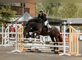 Nórico, Yegua, 6 años, 163 cm, Negro