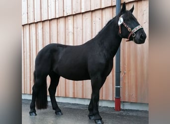 Nórico, Yegua, 6 años, 164 cm, Negro