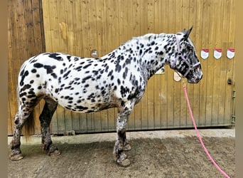 Nórico, Yegua, 7 años, 159 cm