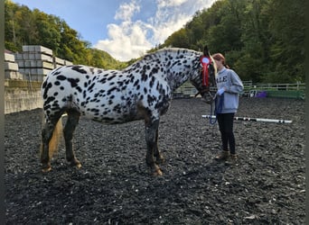 Nórico, Yegua, 7 años, 159 cm