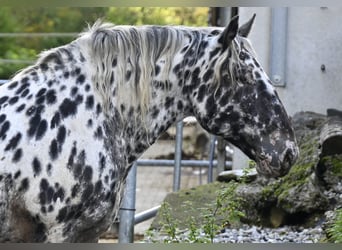 Nórico, Yegua, 7 años, 159 cm