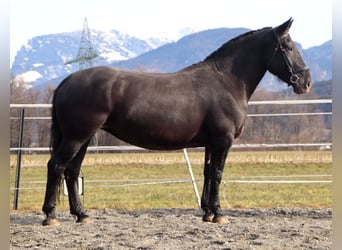 Nórico, Yegua, 7 años, 162 cm, Atigrado/Moteado