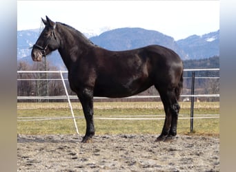 Nórico, Yegua, 7 años, 162 cm, Atigrado/Moteado